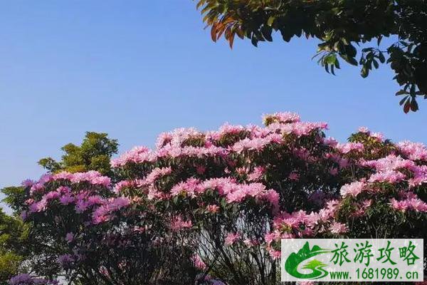 深圳梧桐山杜鹃花什么时候开2022