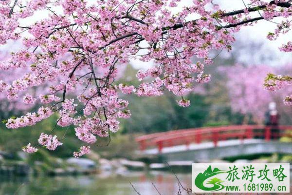 2022成都青白江樱花节是什么时候 樱花节活动一览