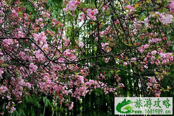 昆明3月赏花的地方 最佳赏花景点推荐