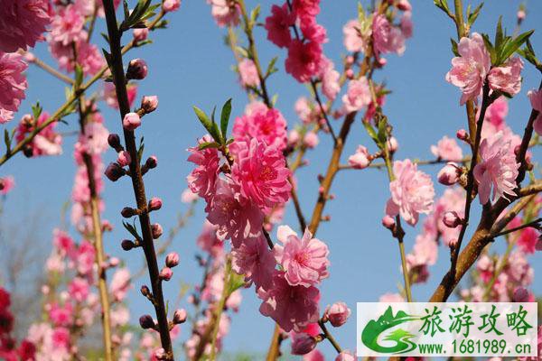 昆明3月赏花的地方 最佳赏花景点推荐