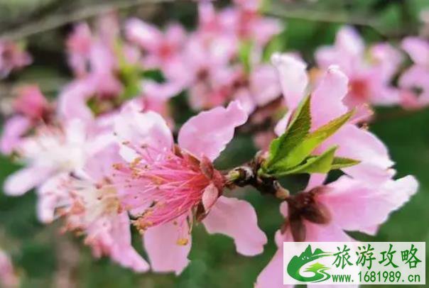 2022无锡桃花什么时候开花 哪里可以看桃花 