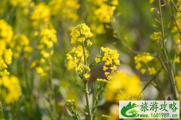 武汉蔡甸油菜花开了吗2022