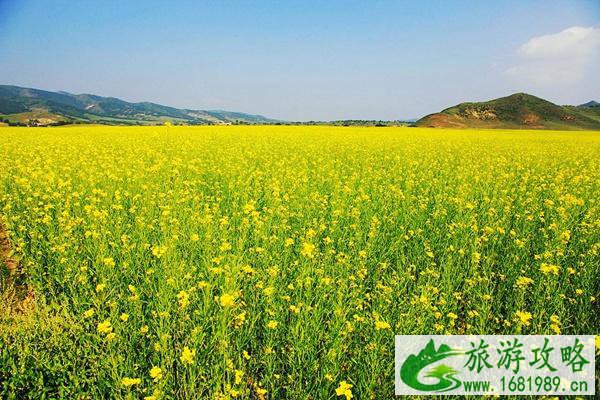 南郑区油菜花2022年什么时候开?盛花期时间介绍