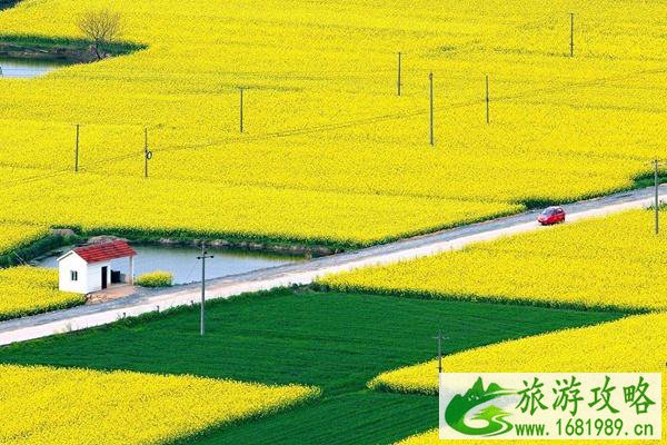 南郑区油菜花2022年什么时候开?盛花期时间介绍