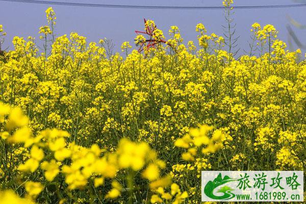 上海周边看油菜花最好的地方推荐