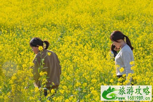 洋湖湿地公园油菜花怎么去?什么时候开花?