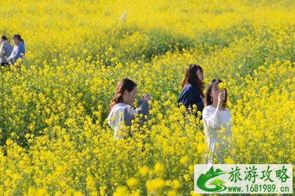 洋湖湿地公园油菜花怎么去?什么时候开花?