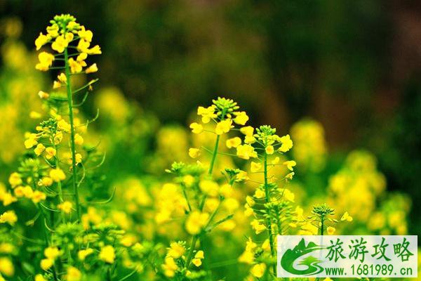 2022年衡阳油菜花在哪里看?什么时候开?