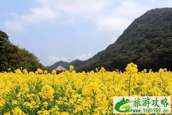 2022石门国家森林公园油菜花开了吗?什么时候开?