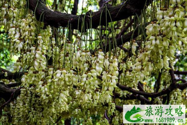 广东赏花十大热门地 附花期时间