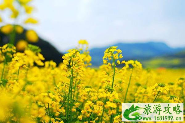 2022崇州看油菜花最好的地方 崇州看油菜花是哪里好