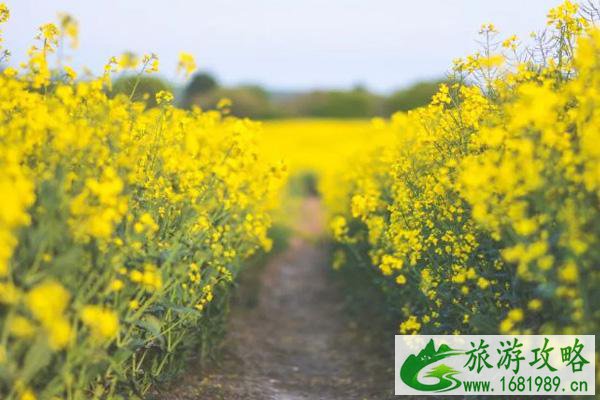 2022崇州看油菜花最好的地方 崇州看油菜花是哪里好