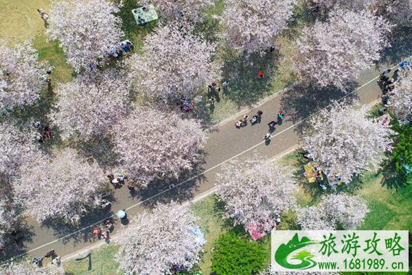 上海辰山植物园樱花大道在几号门