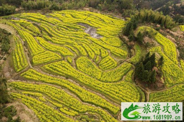 江西婺源油菜花哪里最好看 最佳赏花地点推荐