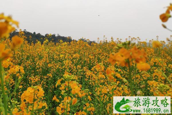 渔溪桥村太古岛油菜花什么时候开?具体地址在哪?