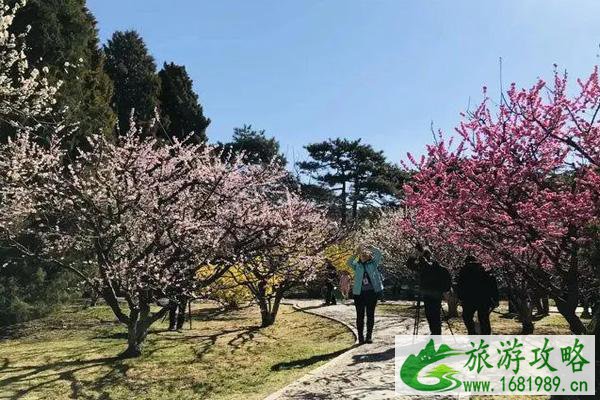 北京植物园梅花开放时间2022