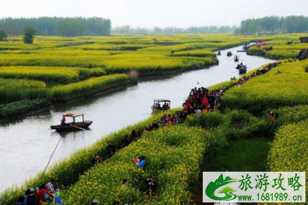 兴化油菜花景点在哪里