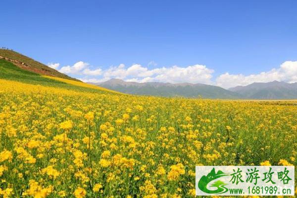 2022婺源油菜花几月份开花 附游玩攻略