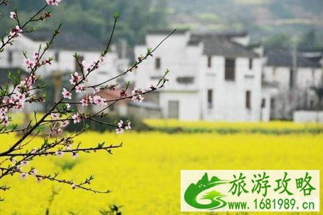 2022婺源油菜花几月份开花?在哪里看好?