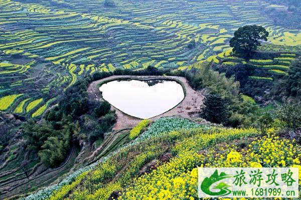 婺源油菜花旅游攻略 几月份最好