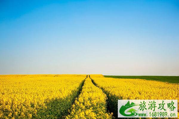 2022保定周边油菜花景点 附最佳观赏时间