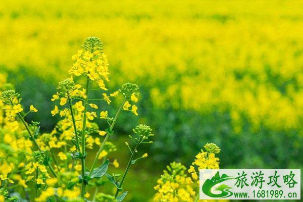 2022保定周边油菜花景点 附最佳观赏时间