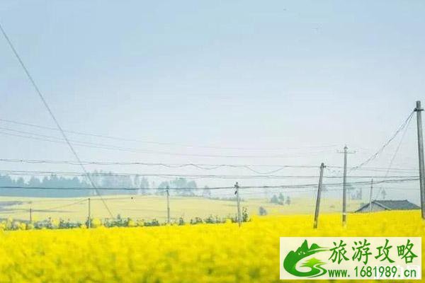 2022罗平油菜花开了吗?附观赏攻略