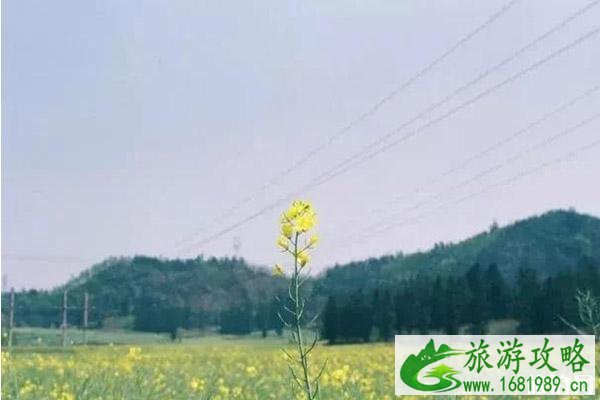 2022罗平油菜花开了吗?附观赏攻略