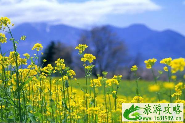 庄行古镇油菜花什么时候开2022