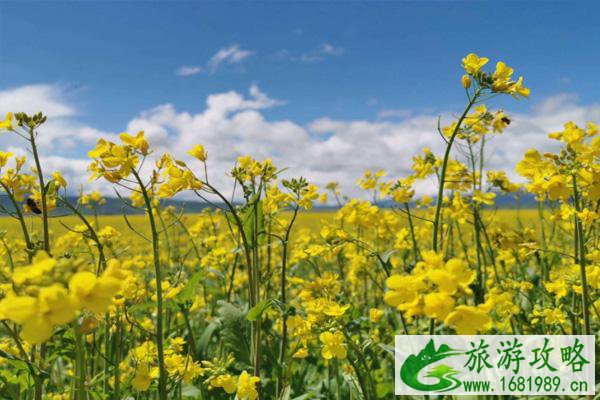 庄行古镇油菜花什么时候开2022