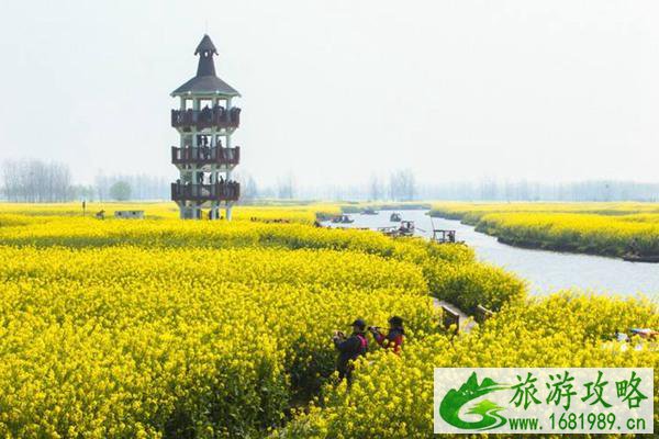 兴化油菜花最佳时间2022 兴化油菜花景点在哪里