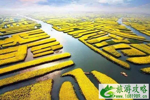 2022兴化油菜花最佳时间 兴化油菜花攻略