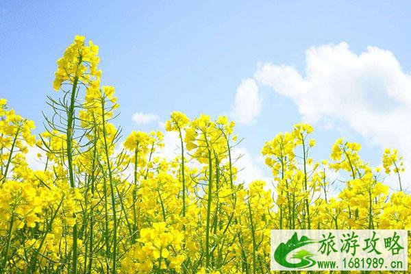 2022天津看油菜花最好的地方 附最佳观赏时间