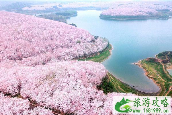 安顺平坝樱花攻略 附自驾信息和花期介绍