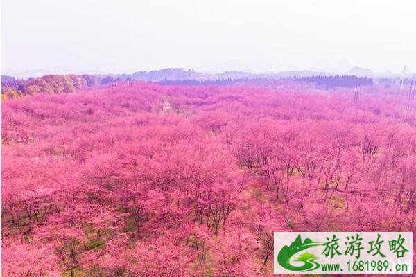 2022年贵州平坝樱花几月开和门票多少钱