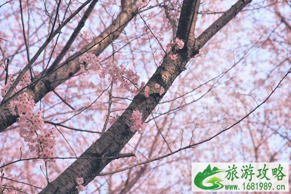 平坝樱花园什么时候开放2022 平坝樱花园什么时候开放2022