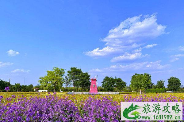 2022北京看花海最好的地方 最大的花海在哪