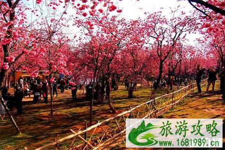 2022昆明圆通山樱花节是什么时候?最佳赏樱时间介绍