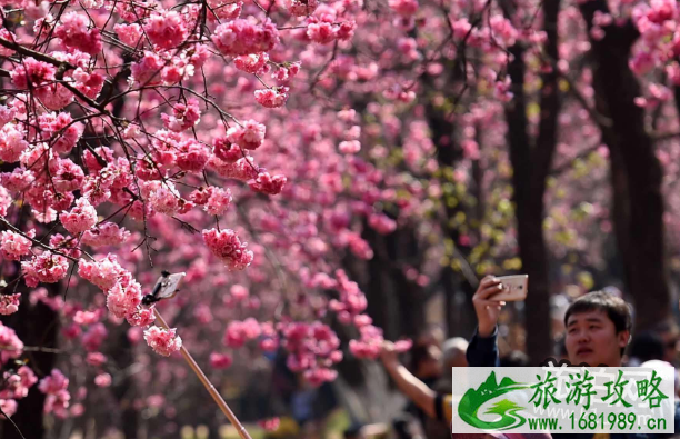 2022昆明圆通山樱花什么时候开