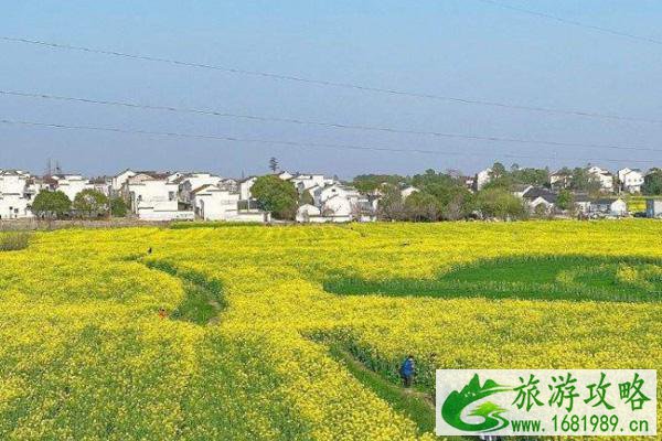 2022南京高淳油菜花几月份开 最佳观赏地