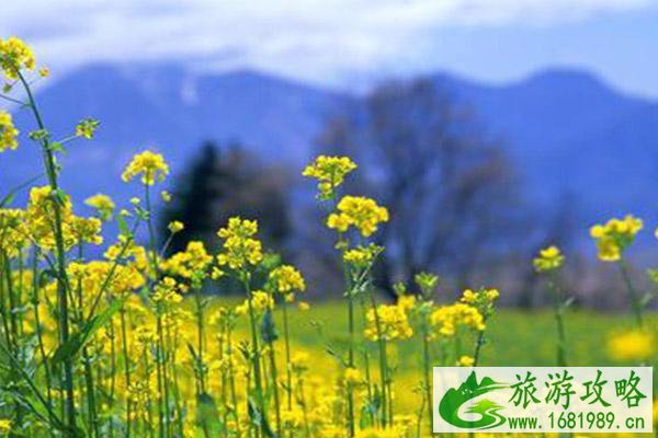 福清油菜花几月开2022 福清油菜花公园在哪