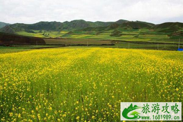 福清油菜花几月开2022 福清油菜花公园在哪