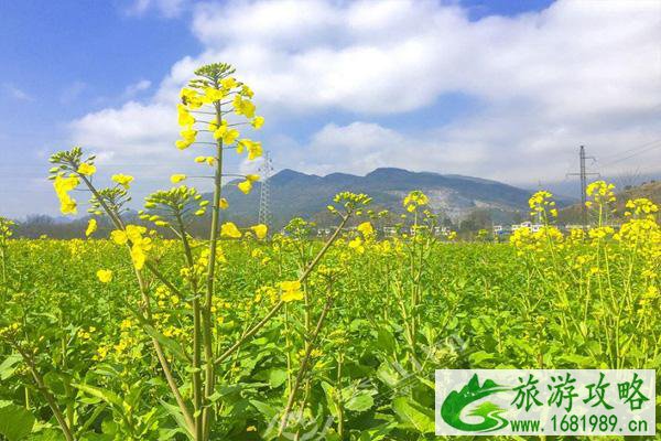 2022重庆秀山油菜花什么时候开 附油菜花观赏攻略