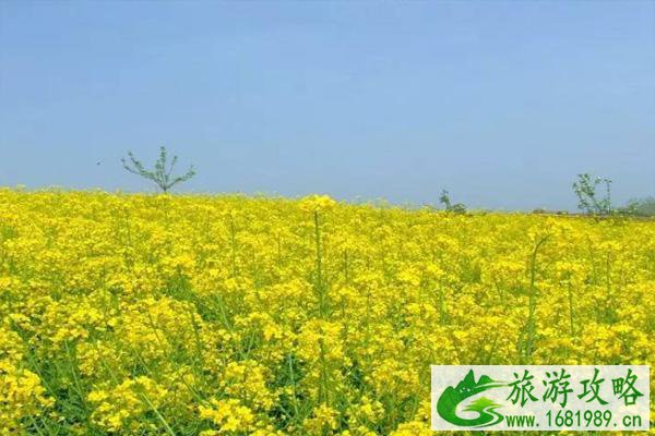 2022无锡油菜花什么时候开 无锡油菜花基地在哪里