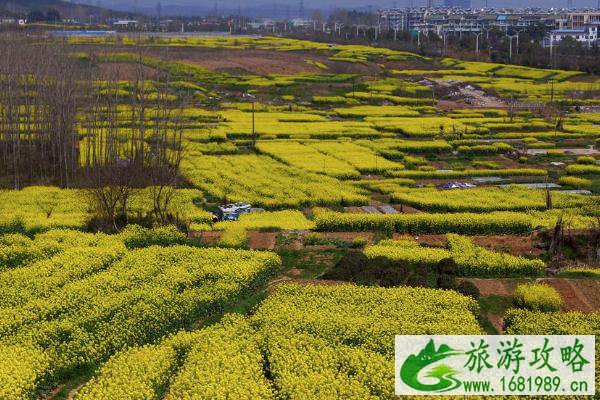 2022南京油菜花哪里开的好 南京油菜花观赏地