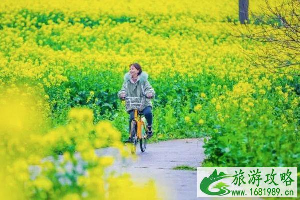 2022南京油菜花哪里开的好 南京油菜花观赏地