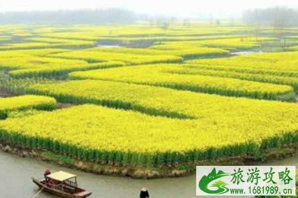 2022南京油菜花哪里开的好 南京油菜花观赏地