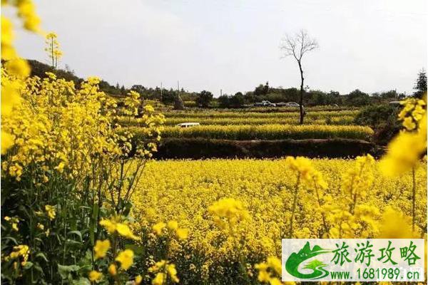 2022南京金牛湖油菜花在哪里?什么时候开放?