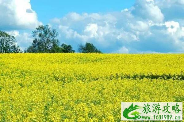 2022南京金牛湖油菜花在哪里?什么时候开放?