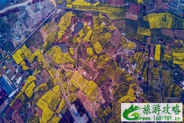 2022南京金牛湖油菜花在哪里?什么时候开放?